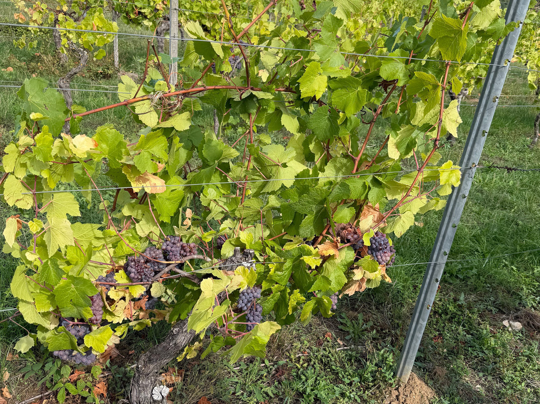 Denbies Wine Estate Ltd-多肯必去景点