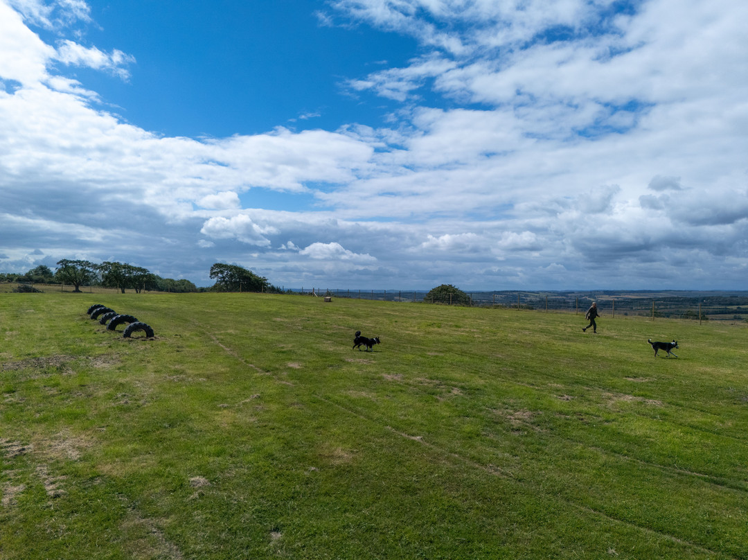 Beacon Hill Dog Meadow