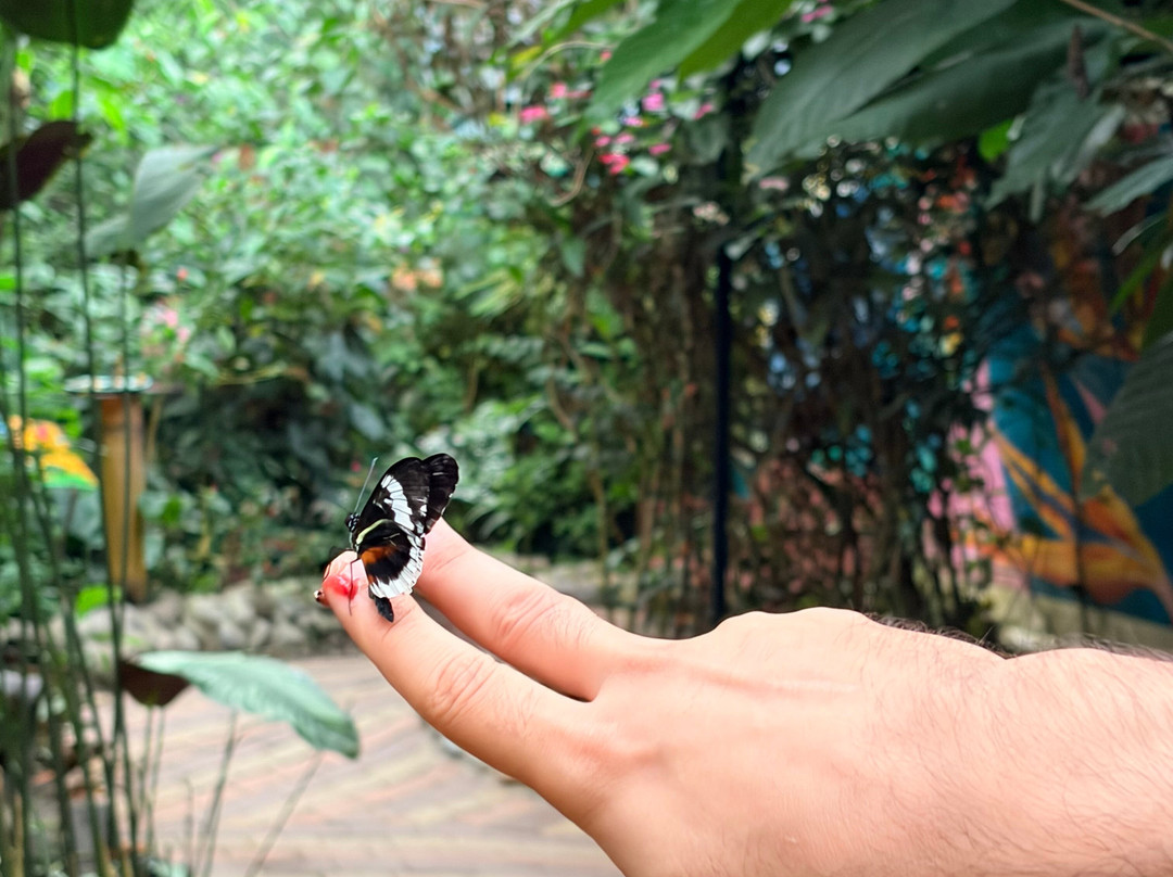 Mariposas de Mindo-明多必去景点