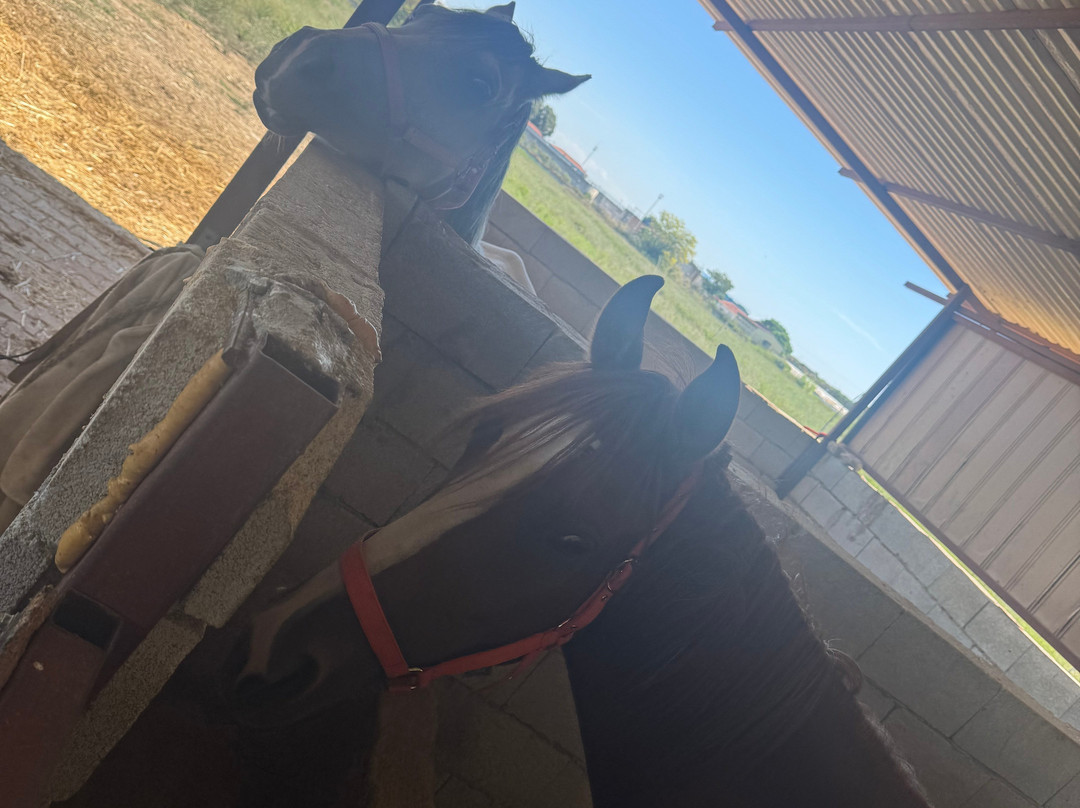 Belek Safari | Horse Riding Tour-Kumkoy必去景点