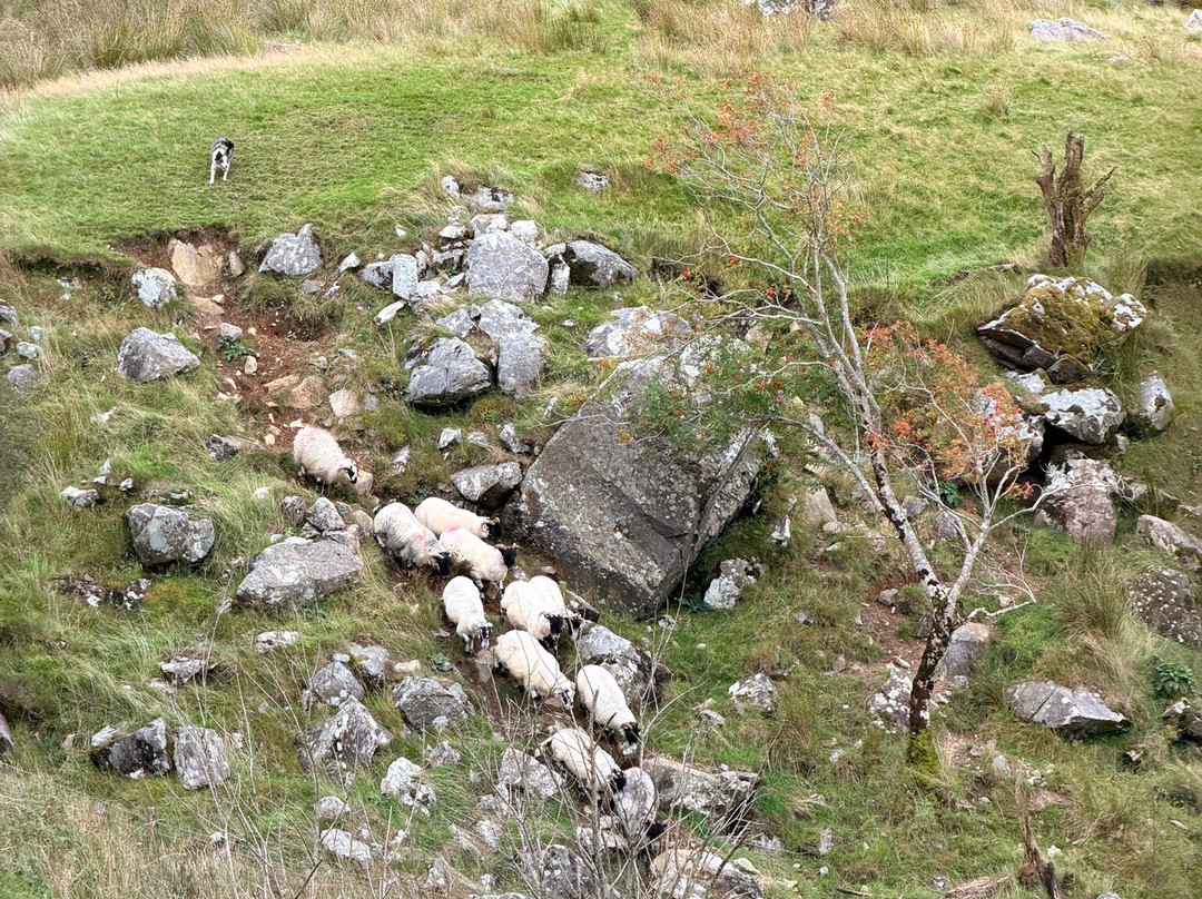 Kissane Sheep Farm-凯里郡必去景点
