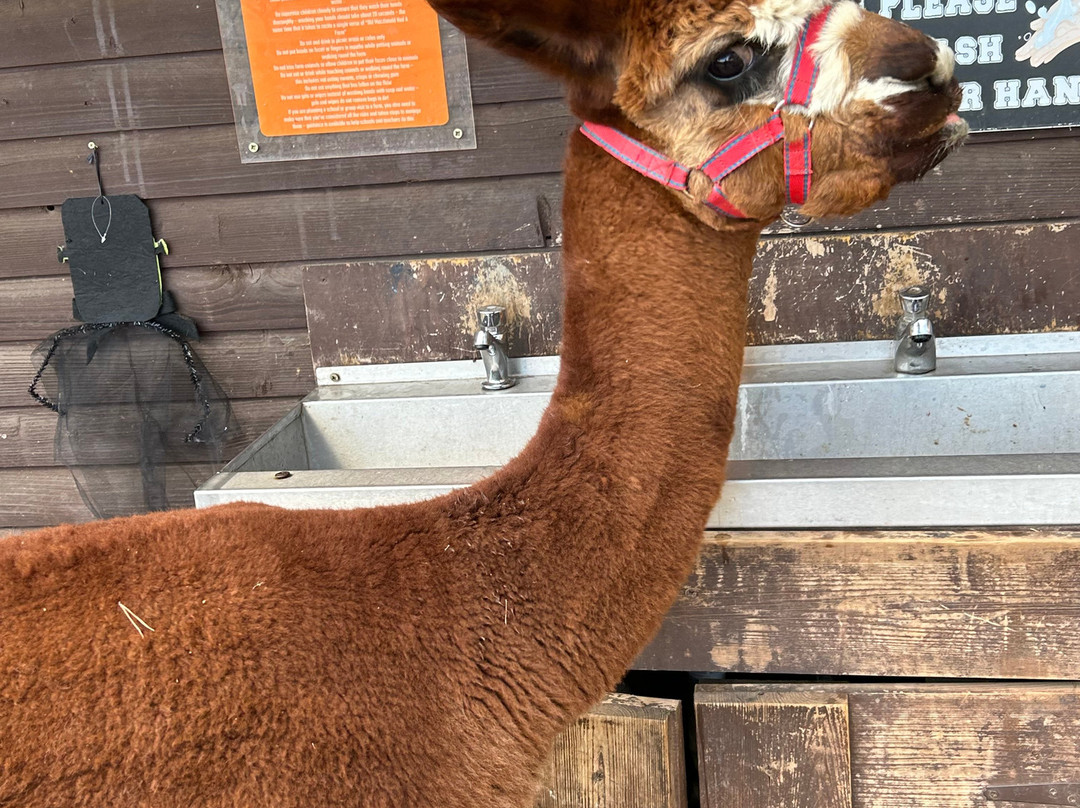 Lucky Tails Alpaca Farm-Atherstone必去景点