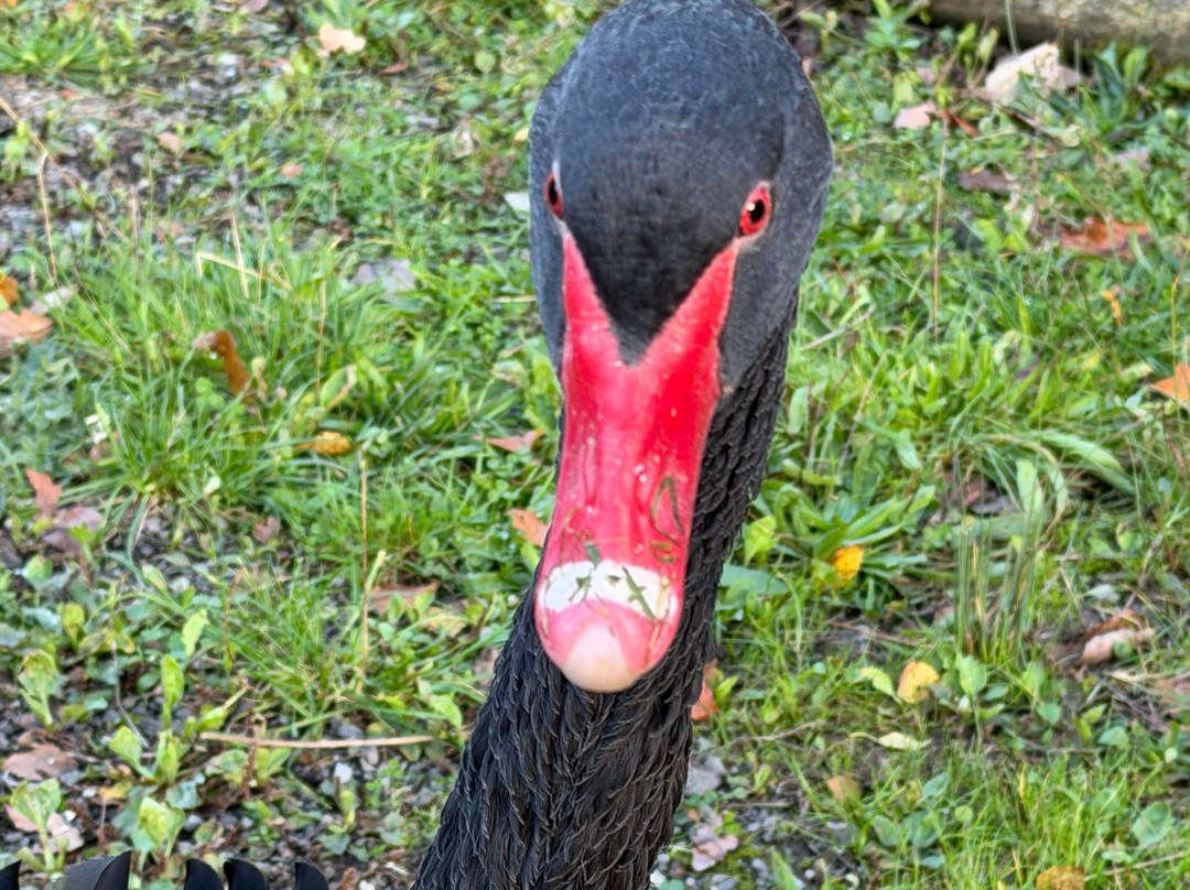 The Meadows Wildlife Park-卡菲利必去景点