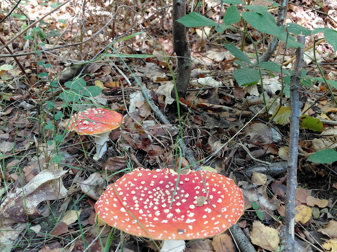 Limpsfield Common-Oxted必去景点