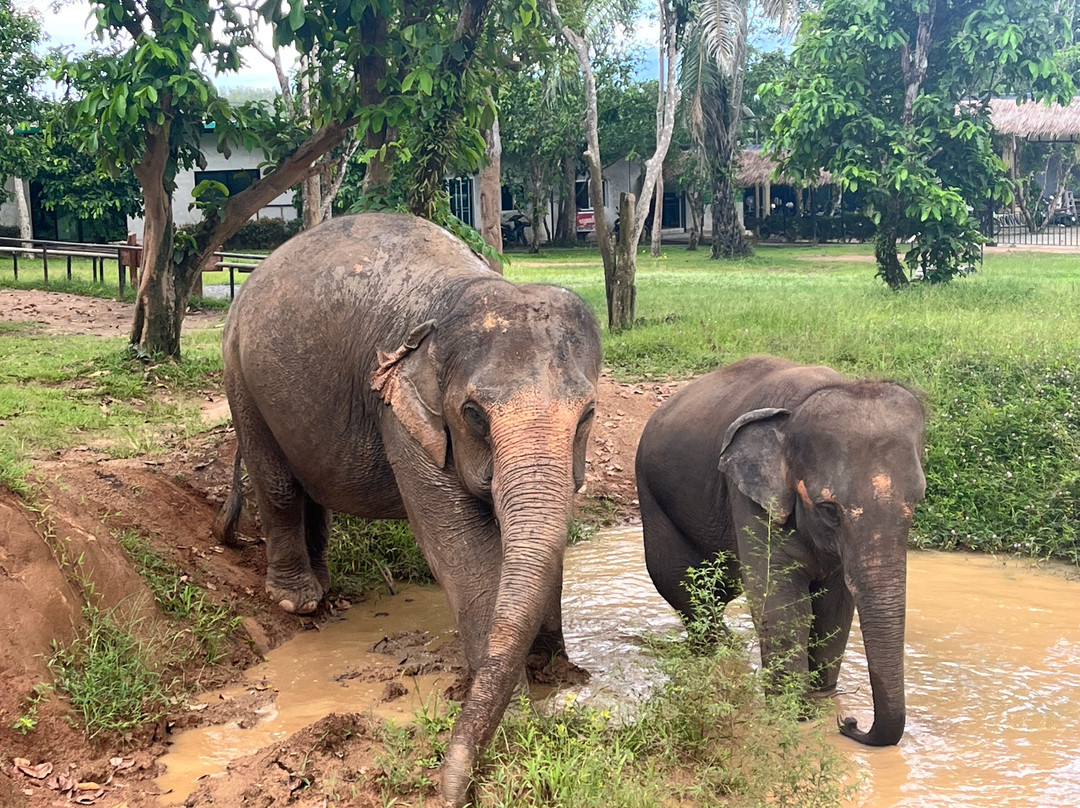 Phuket Elephant Nature Reserve-他朗必去景点