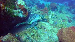 Infini Plongee-Basse-Terre必去景点