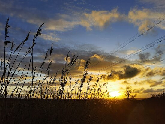 RSPB Bowers Marsh景点图片