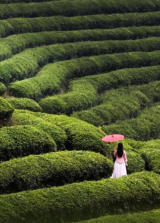恩施茶园-恩施市必去景点
