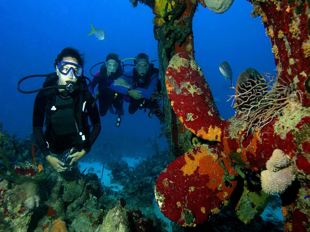 Stuart Cove's Dive Bahamas-新普罗维登斯岛必去景点