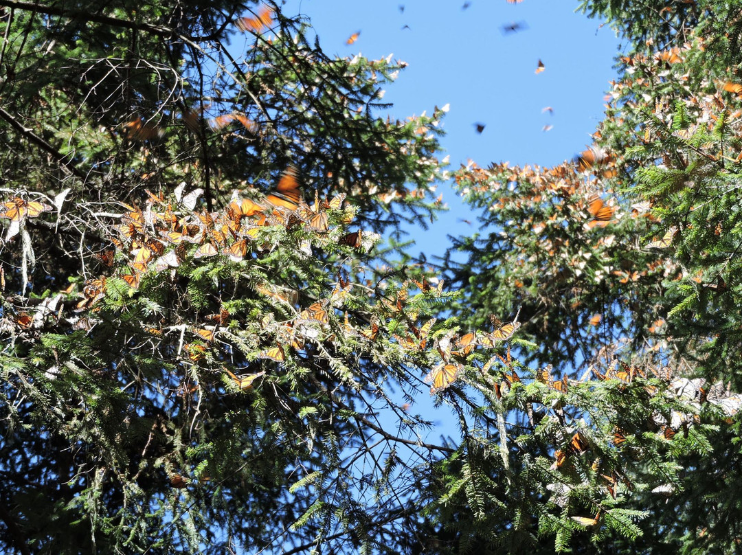 La Reserva de la Biosfera Mariposa Monarca景点图片