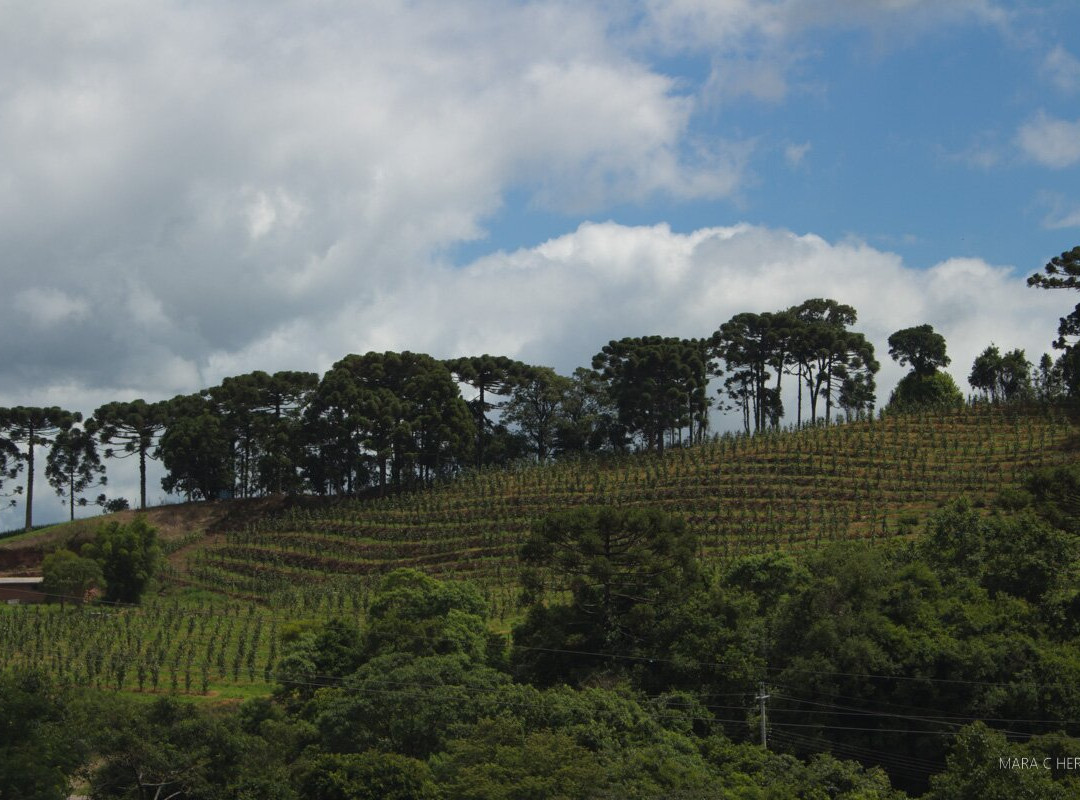 Capela São Pedro景点图片
