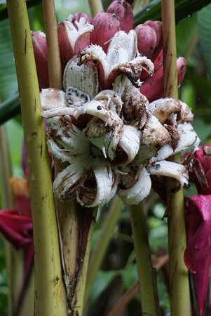 Mindo Reisen Im Nebelwald-明多必去景点