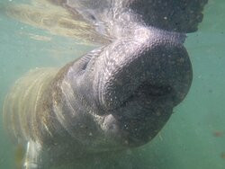 Gulf Coast Expeditions-克里斯特尔里弗必去景点