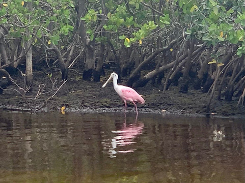 Belle Harbour Boat Rentals-塔彭斯普林斯必去景点