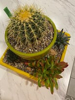 B & B Cactus Farm-图森必去景点