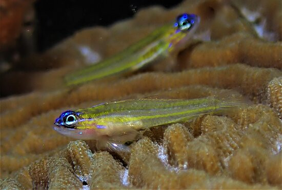 Nature Island Dive-Soufriere必去景点