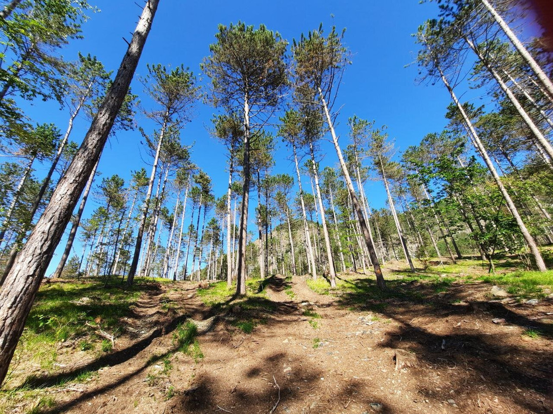 Parco Avventura Valtrebbia景点图片