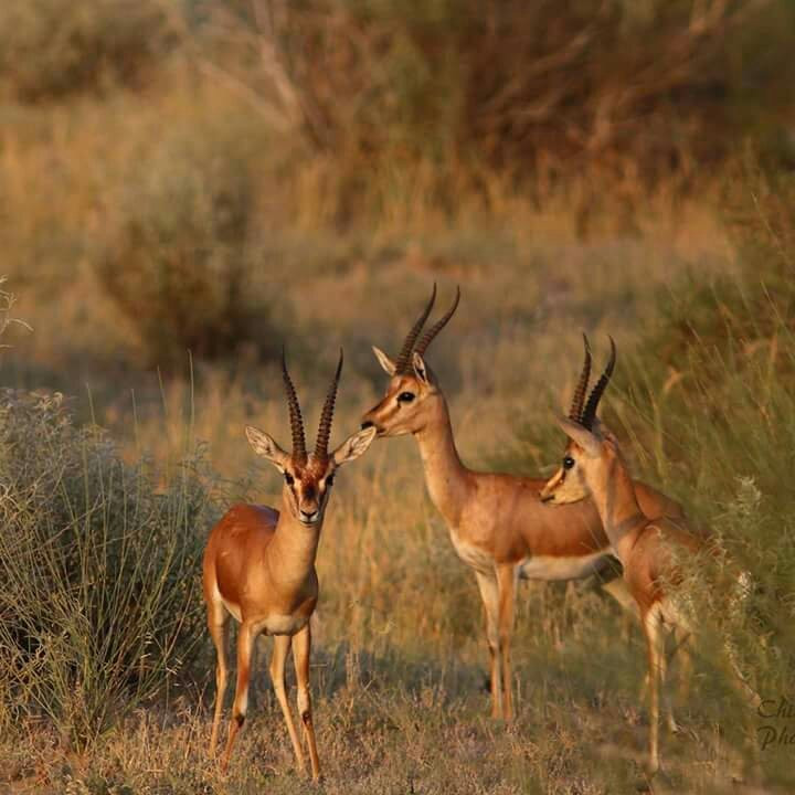 David Desert Camp主图