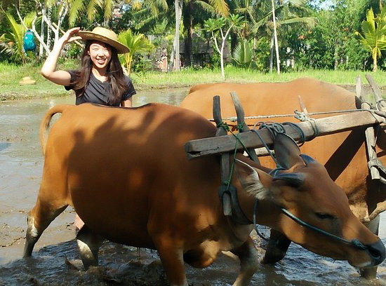 Bali Agritours景点图片
