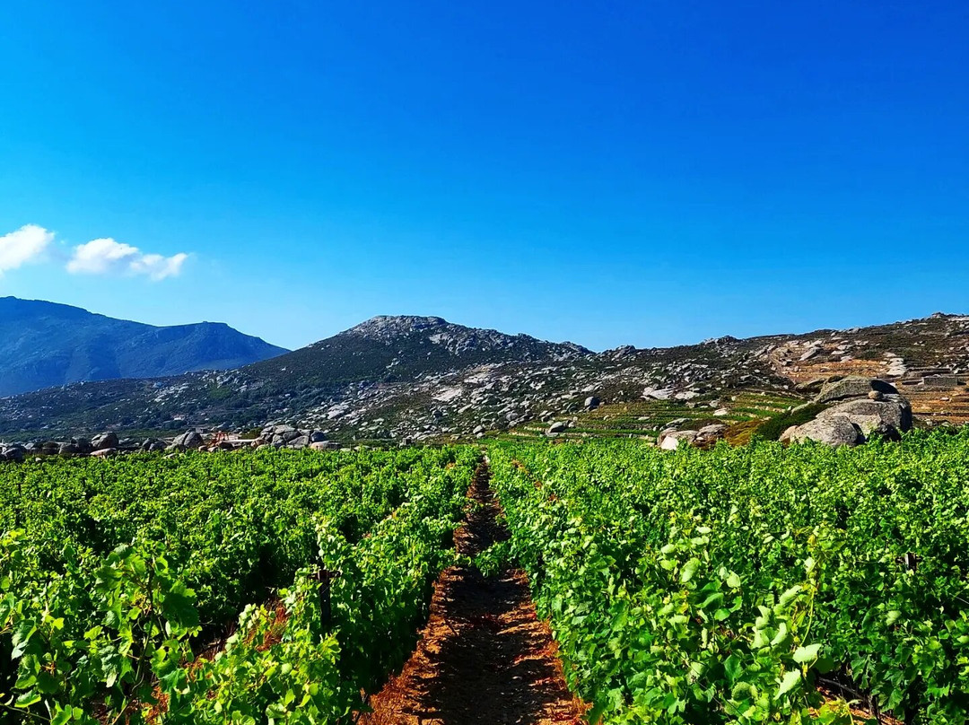 Volacus Wine景点图片