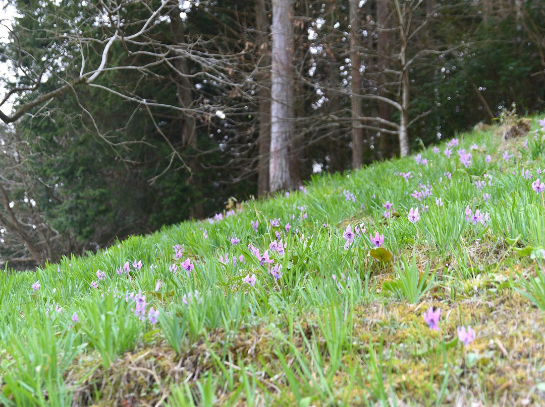 Katakuri no Hanagun Seichi-真庭市必去景点
