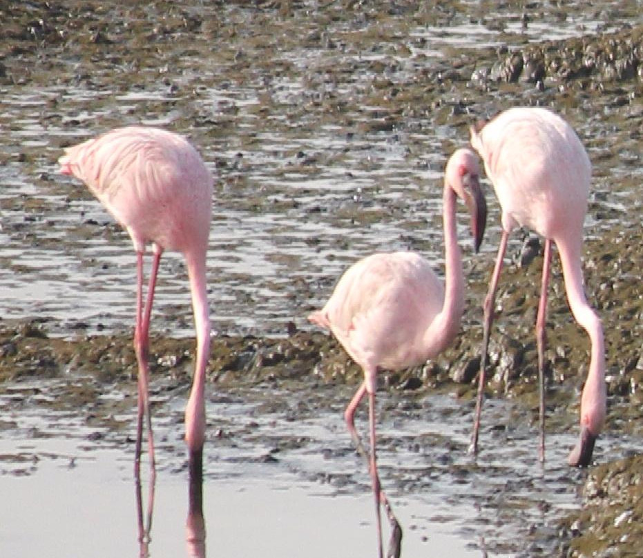 Sewri Jetty-孟买必去景点