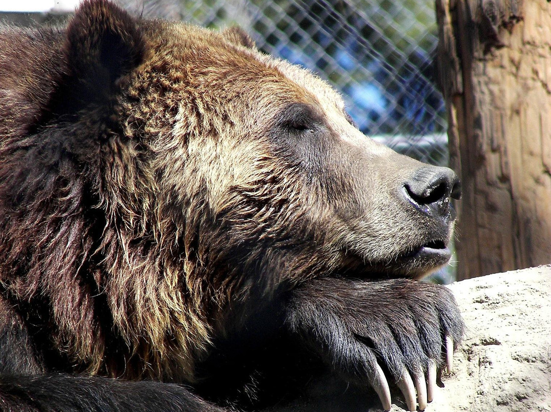 Big Bear Alpine Zoo at Moonridge景点图片