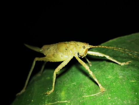 Jungle Night Tour Manuel Antonio-哥斯达黎加安东尼奥国家公园必去景点