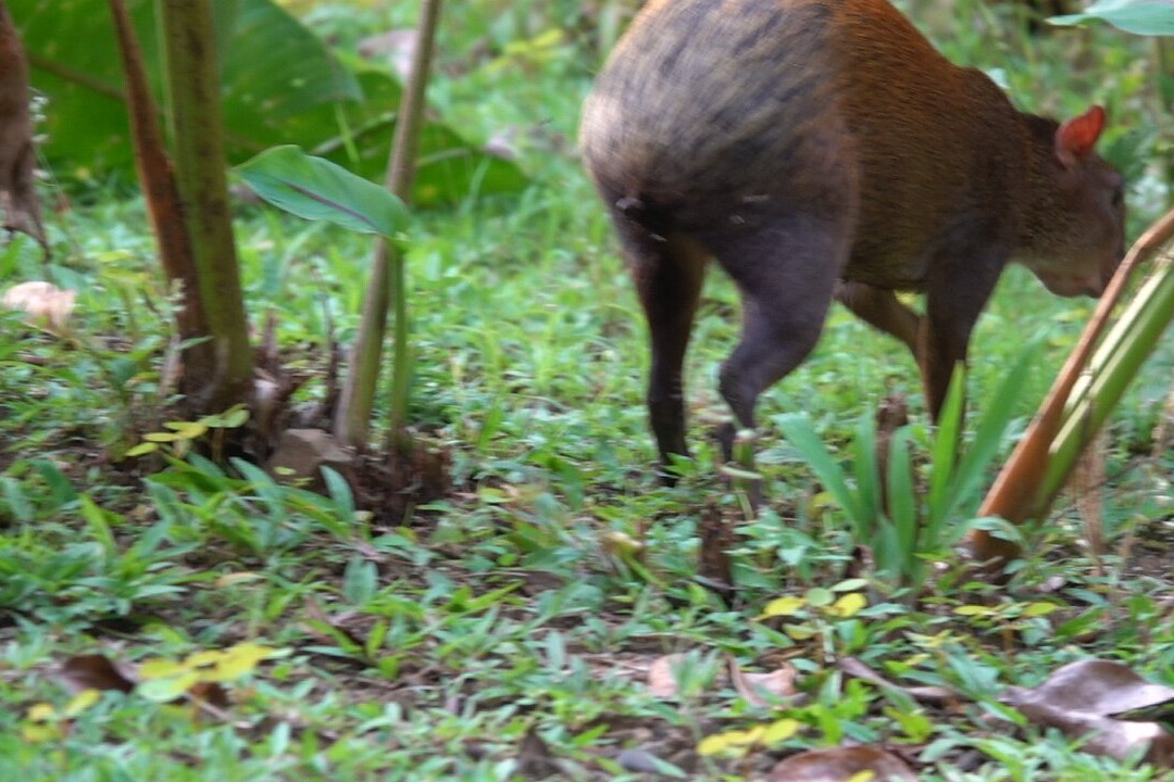 Osa Safari景点图片