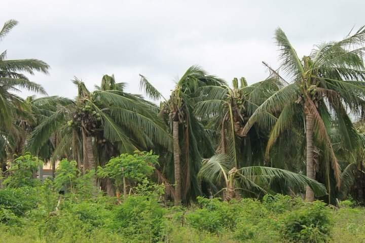 Maniwaya Island-Marinduque Island必去景点