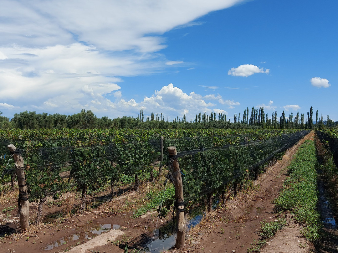 Bodega Murville-圣拉斐尔必去景点