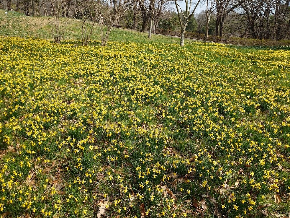 Sanuki Manno Park-满浓町必去景点