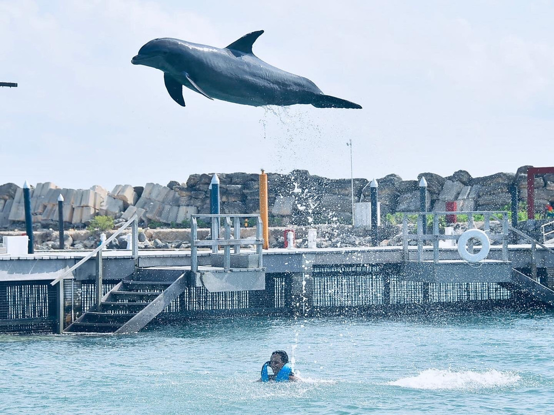 Delphinus Puerto Morelos-从莫雷洛斯港必去景点