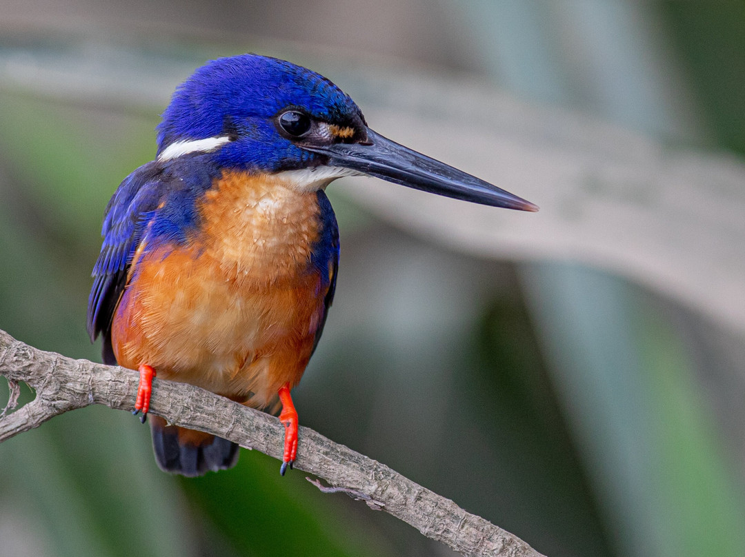 Daintree Boatman Wildlife Cruises-Daintree必去景点