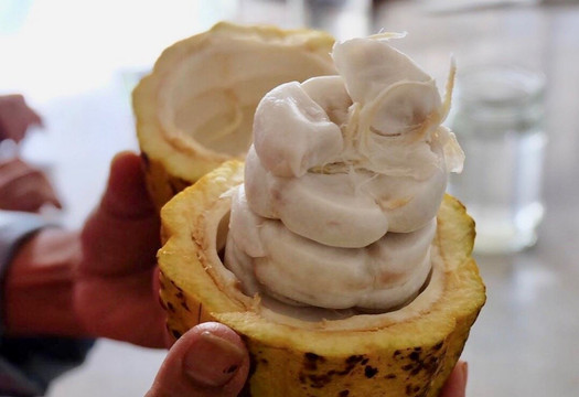 Tapir Chocolates-圣何塞必去景点