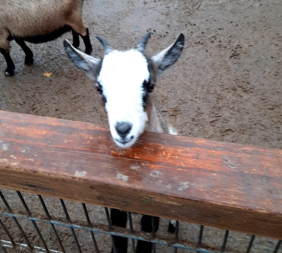 Derr Zoo-Park Arche Noah in Gromitz/Ostsee景点图片
