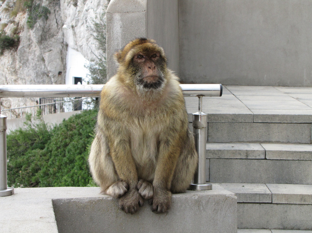 Prince Ferdinand's Battery-Gibraltar Town必去景点