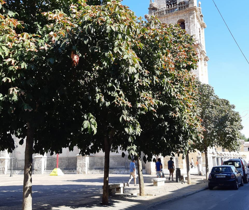 Catedral de Alcala de Henares-阿尔卡拉-德-哈纳雷斯必去景点