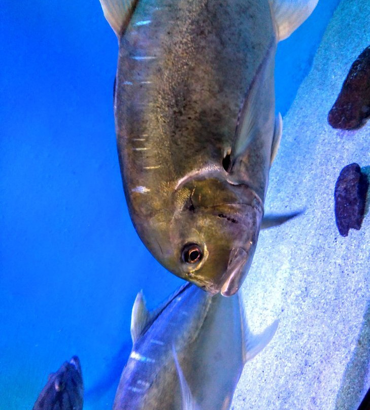 Takeshima Aquerium-蒲郡港必去景点