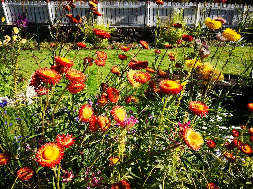 Cominco Gardens景点图片