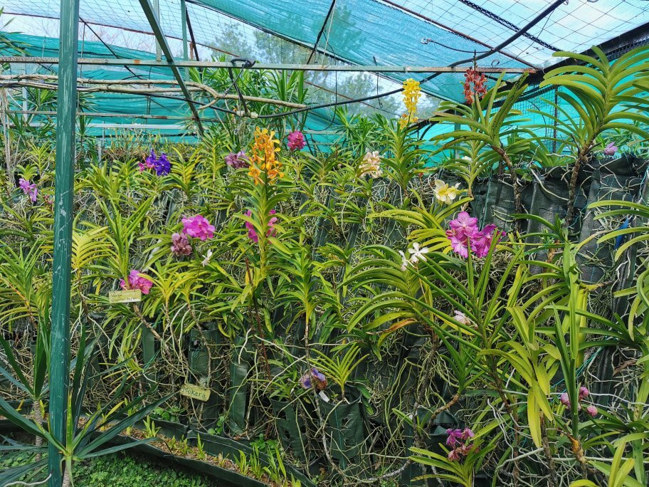 Le Jardin de Vandas景点图片