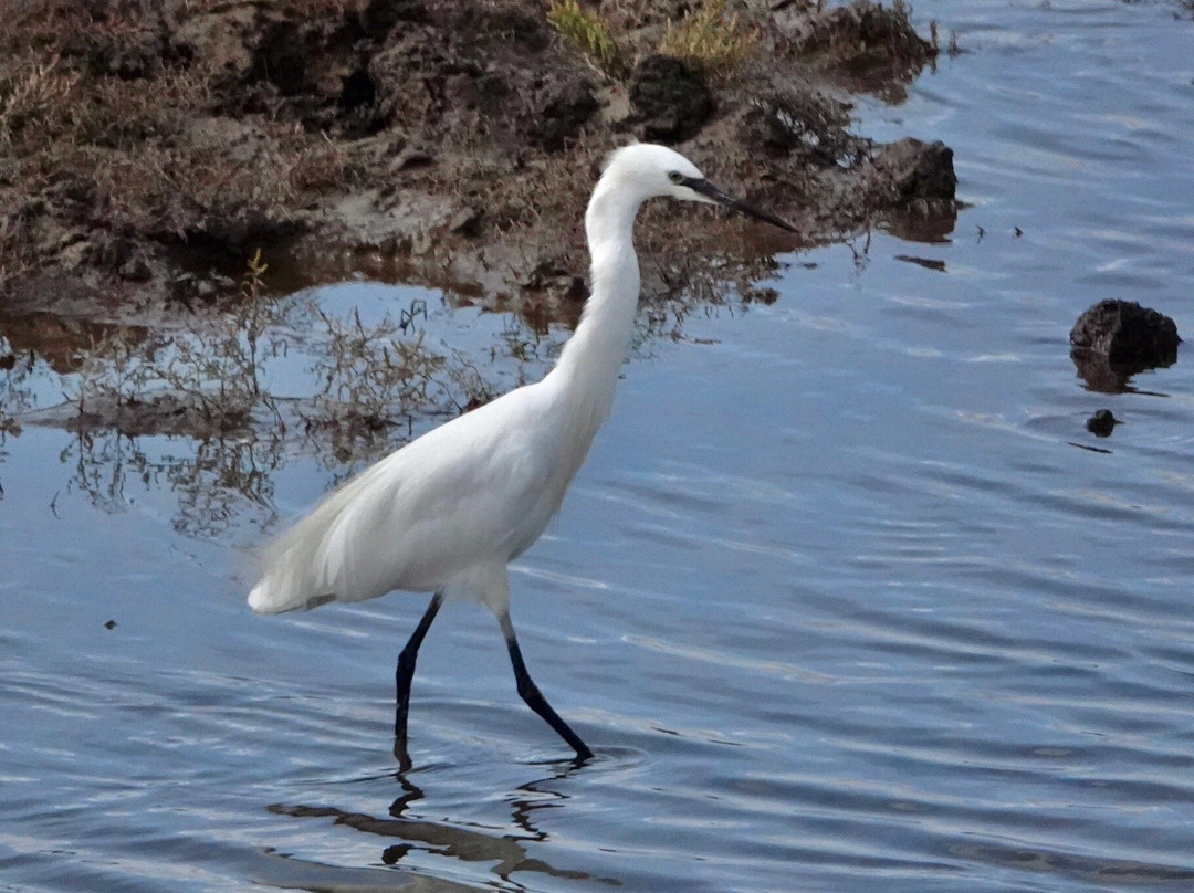 RSPB Freiston Shore-Freiston必去景点