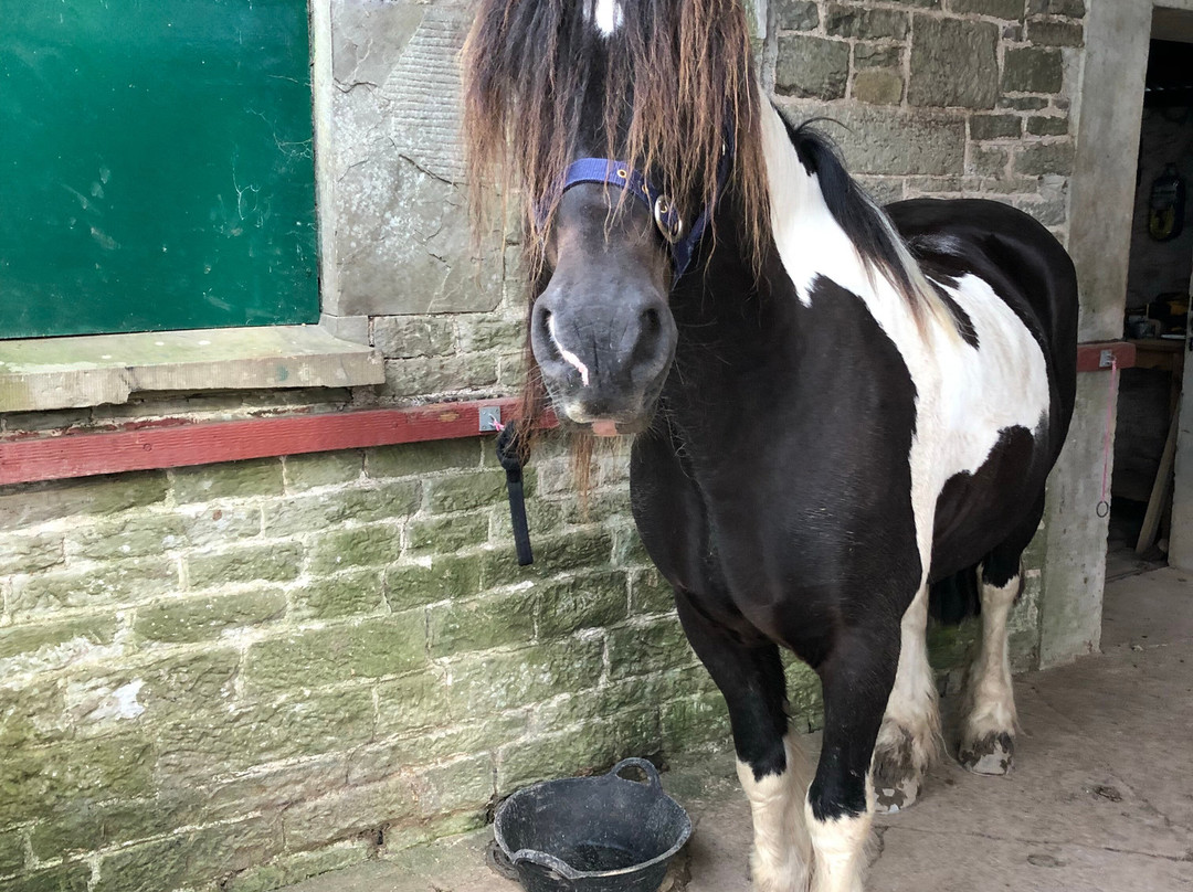 Freerein Riding Holidays-Clyro必去景点