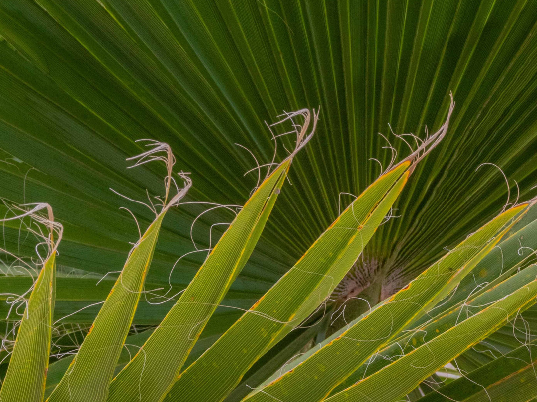 Punta Terraza-Tonala必去景点