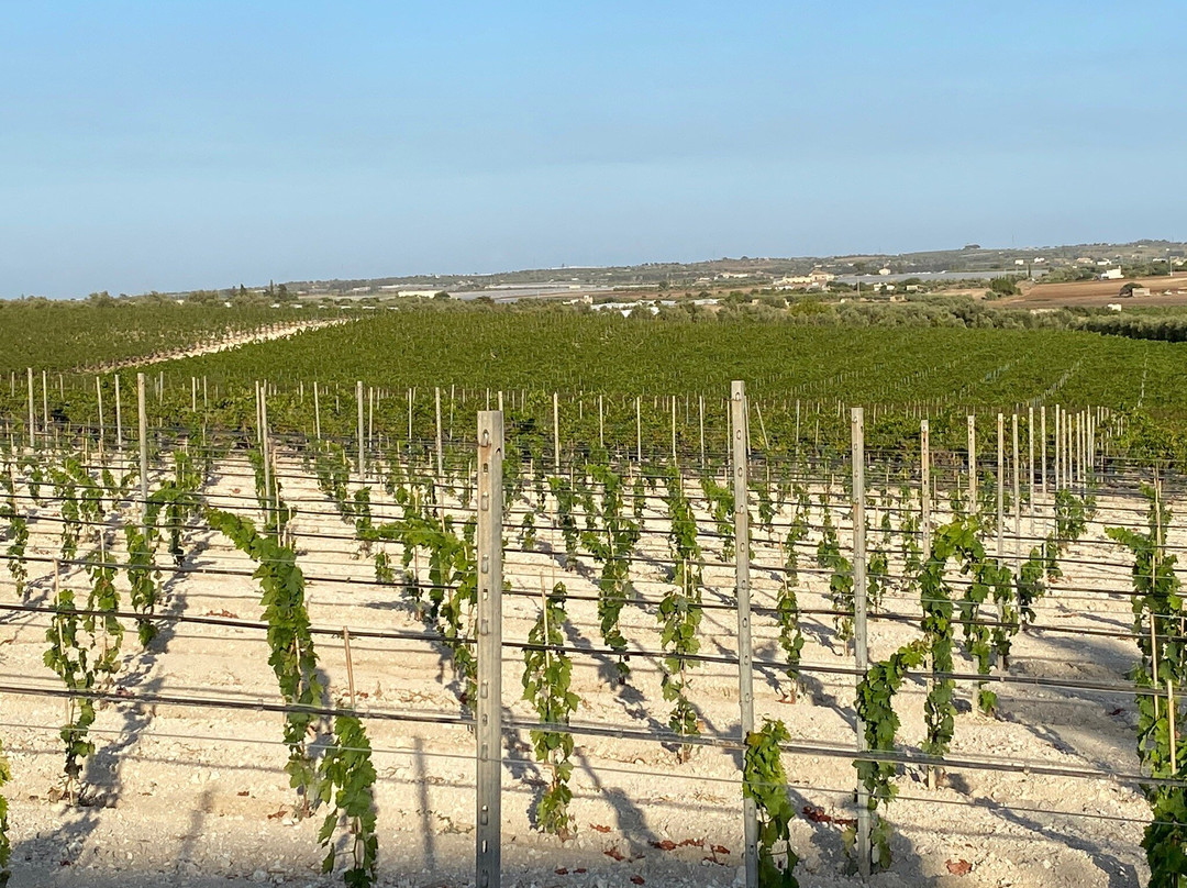 Terre di Noto - Vigneti e Cantine景点图片