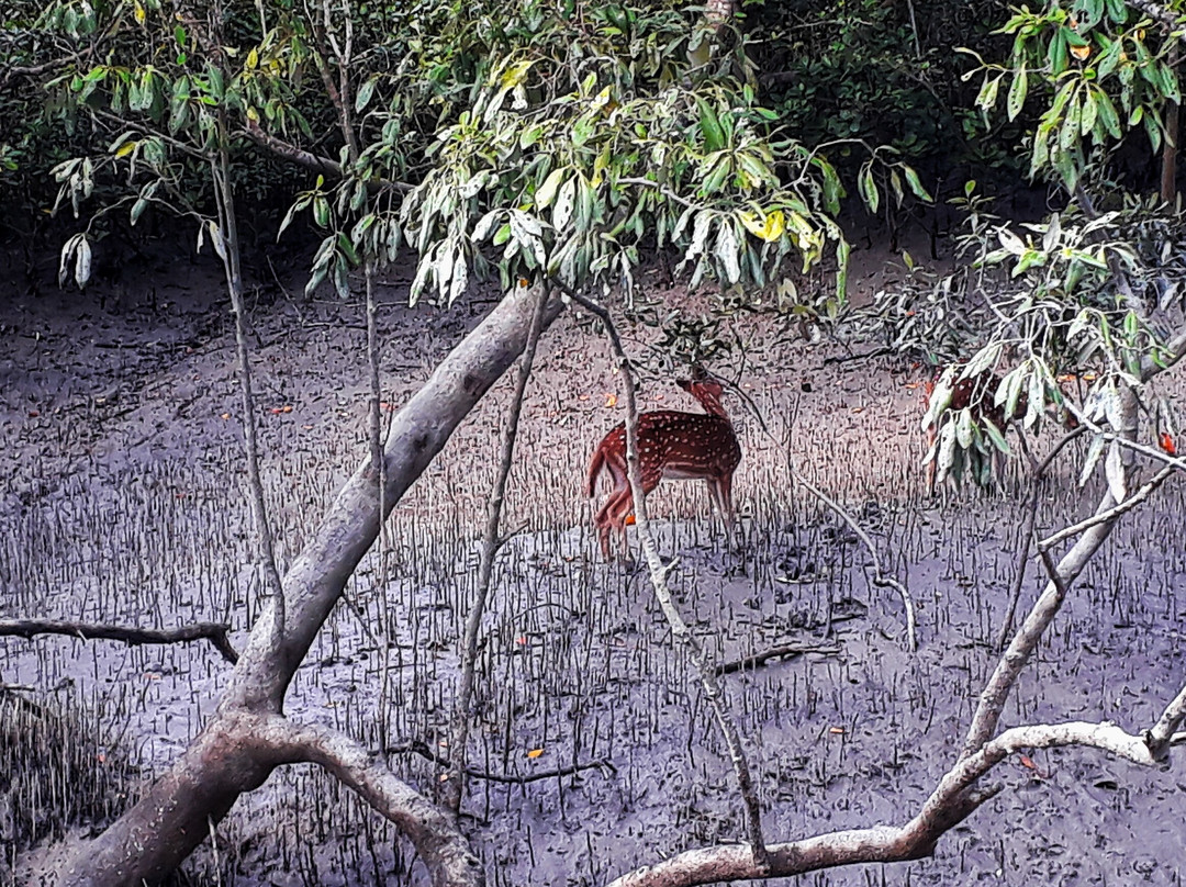 Sajnekhali Bird Sanctuary景点图片