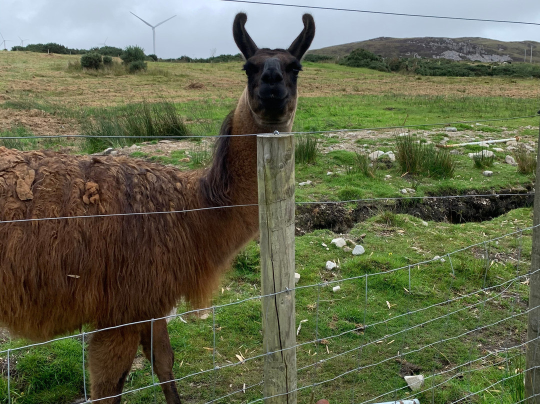 Errigal View Pet Farm-Gweedore必去景点