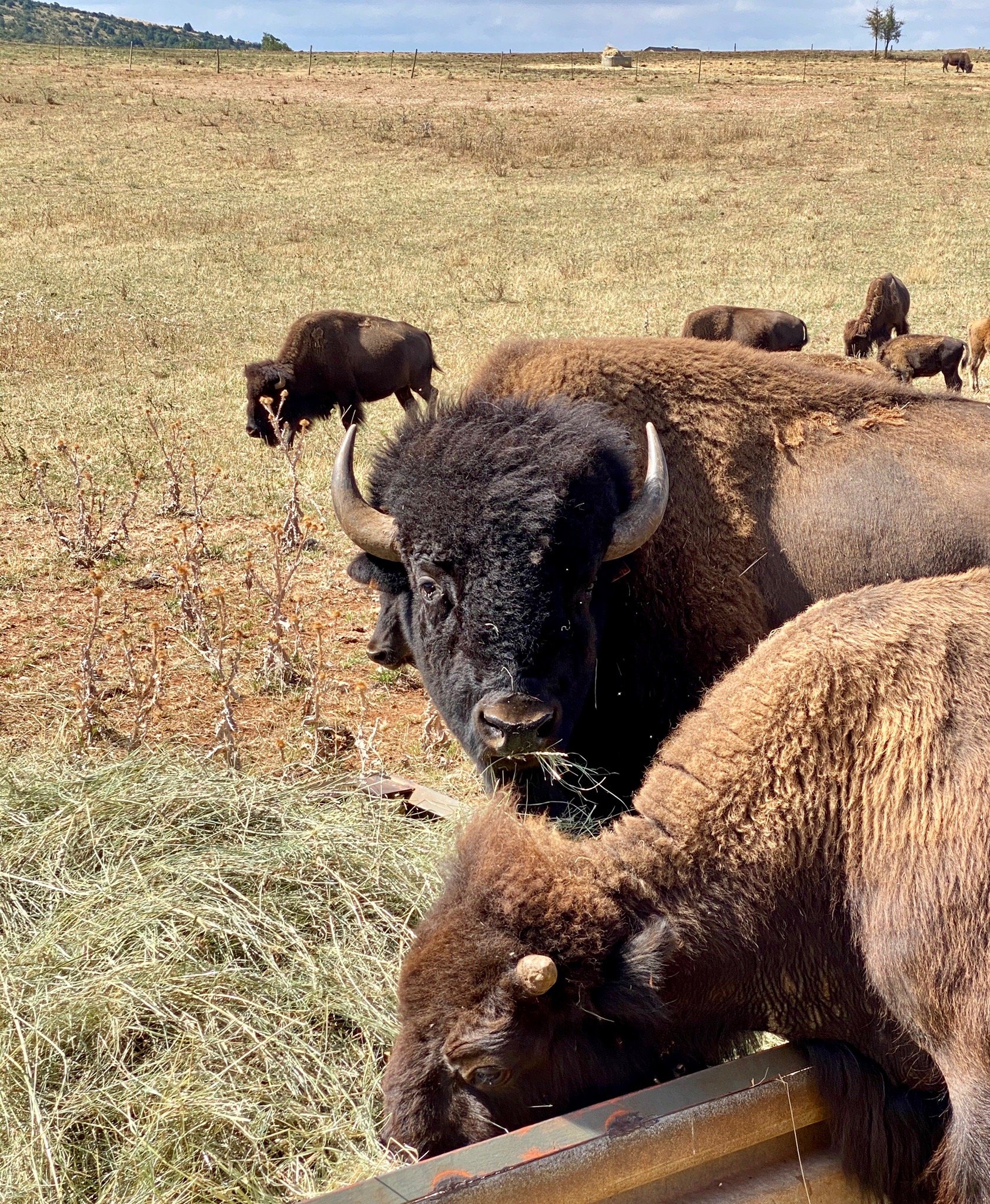 Randals Bison-官方