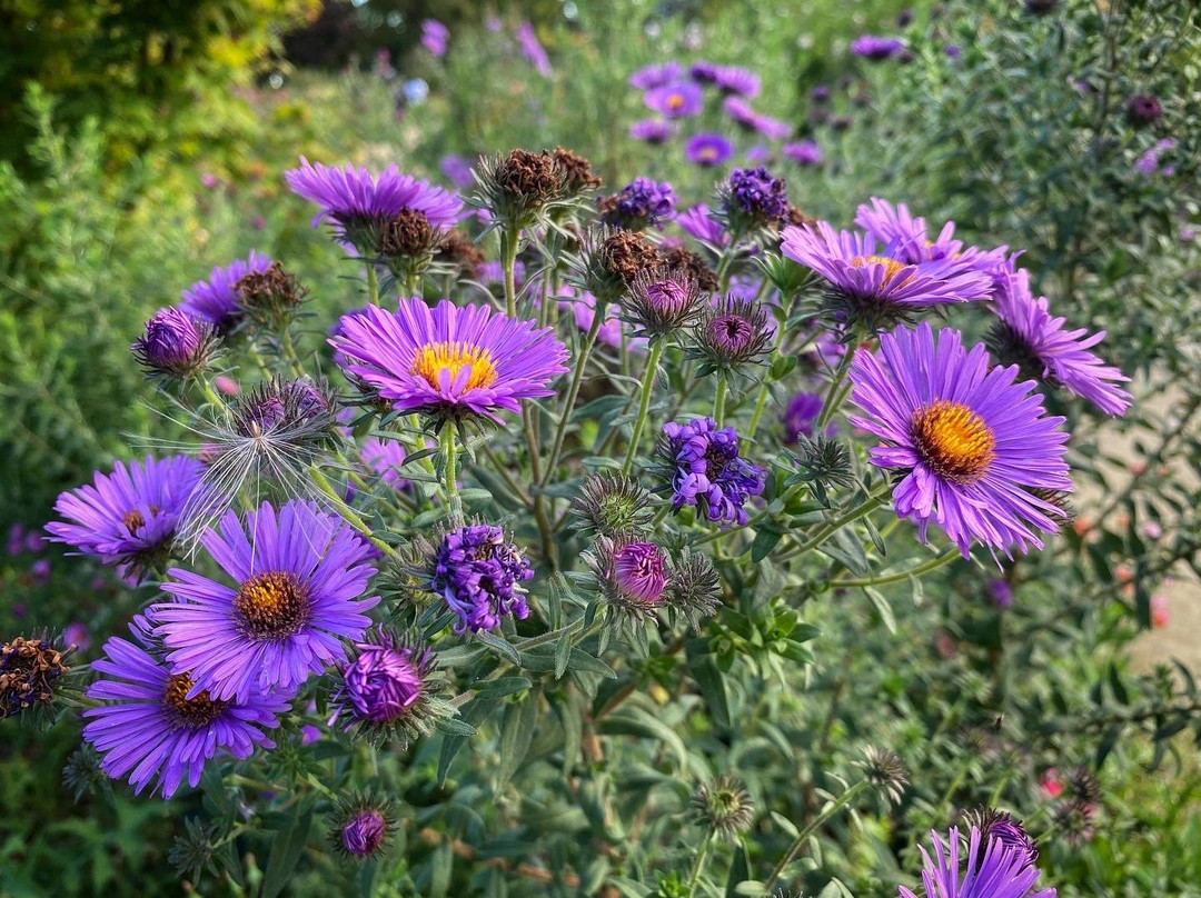 Parc floral de la Roseraie-普瓦捷必去景点