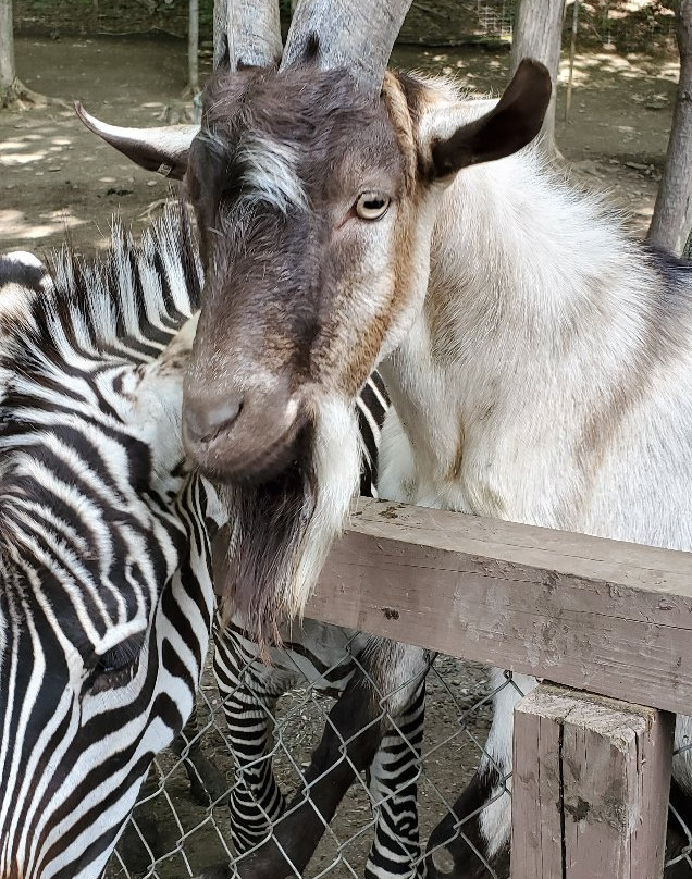 Jungle Experience Zoo-Granville必去景点